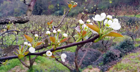 1554358249553603.png image.png